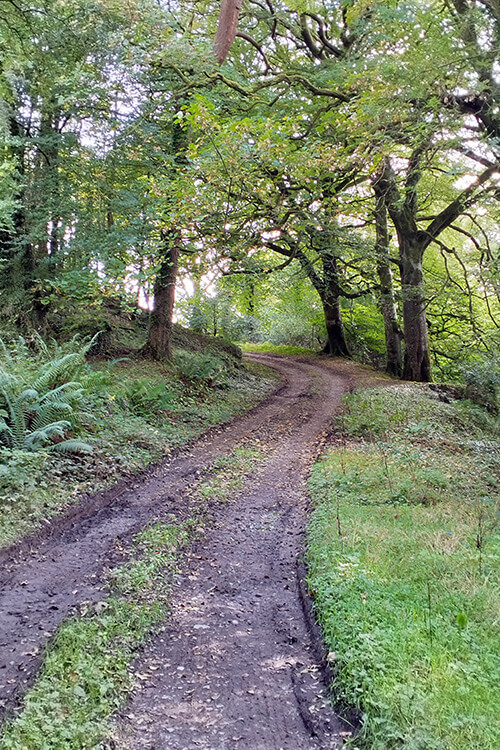 Kilcummin Parish Wood Walk